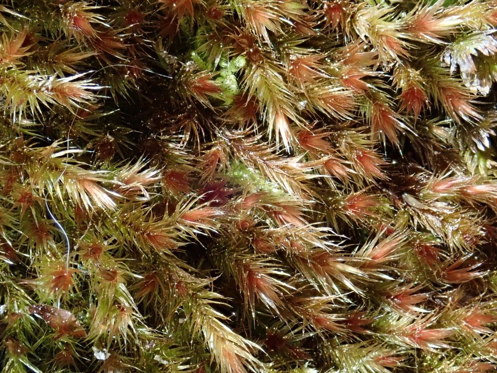 Red Leskea