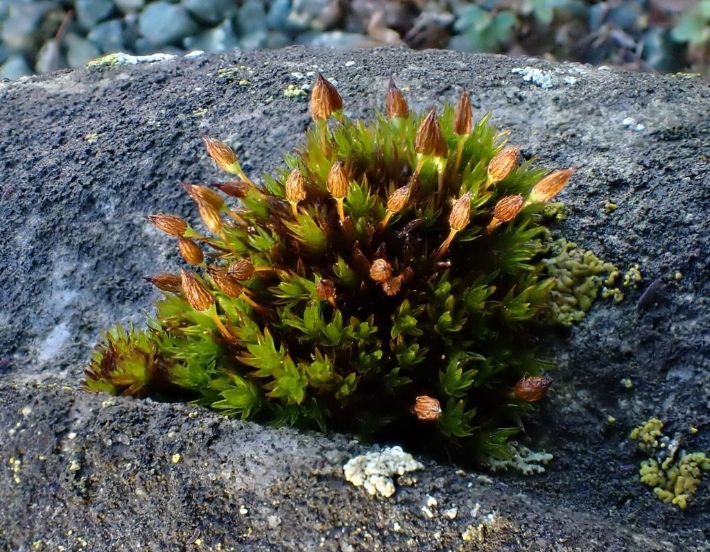 Anomalous Bristle-moss