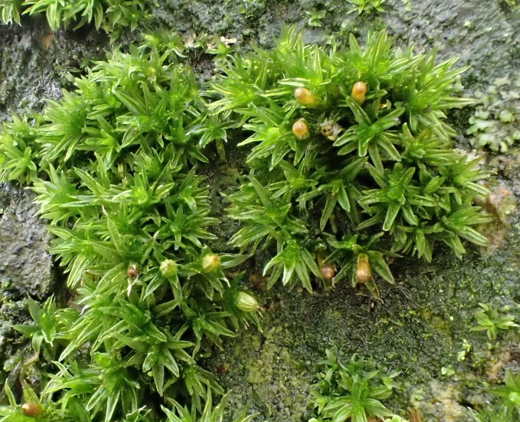 White-tipped Bristle-moss