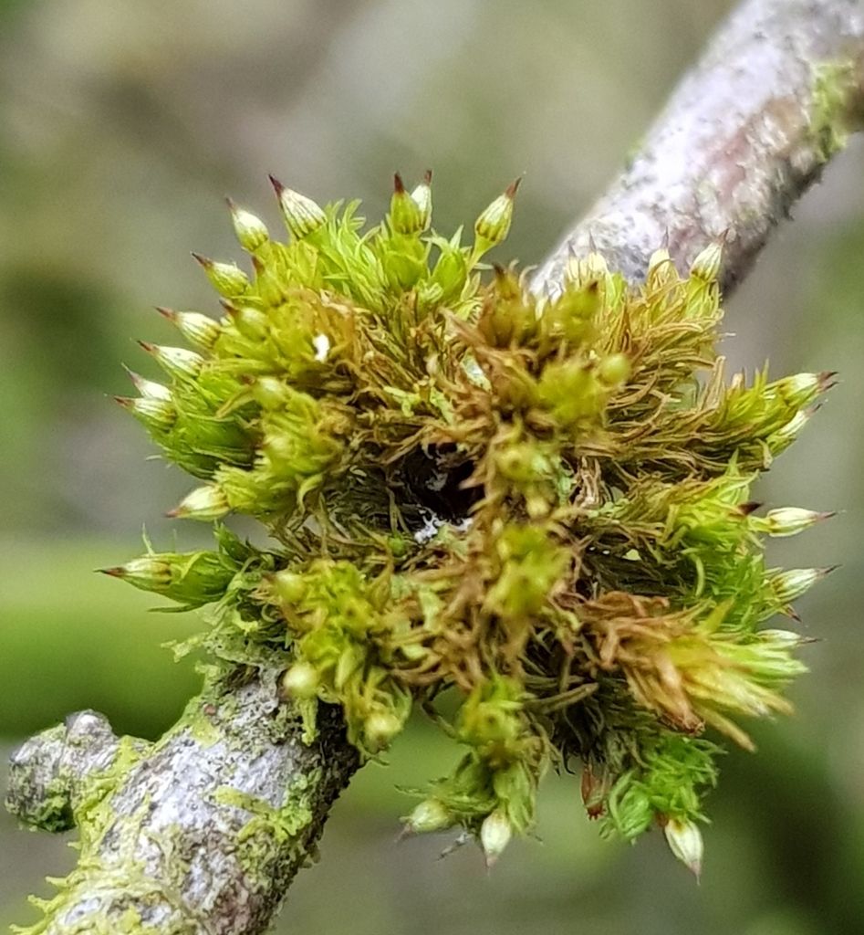 Elegant Bristle-moss