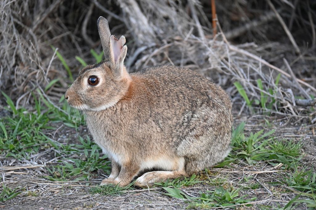 Rabbit