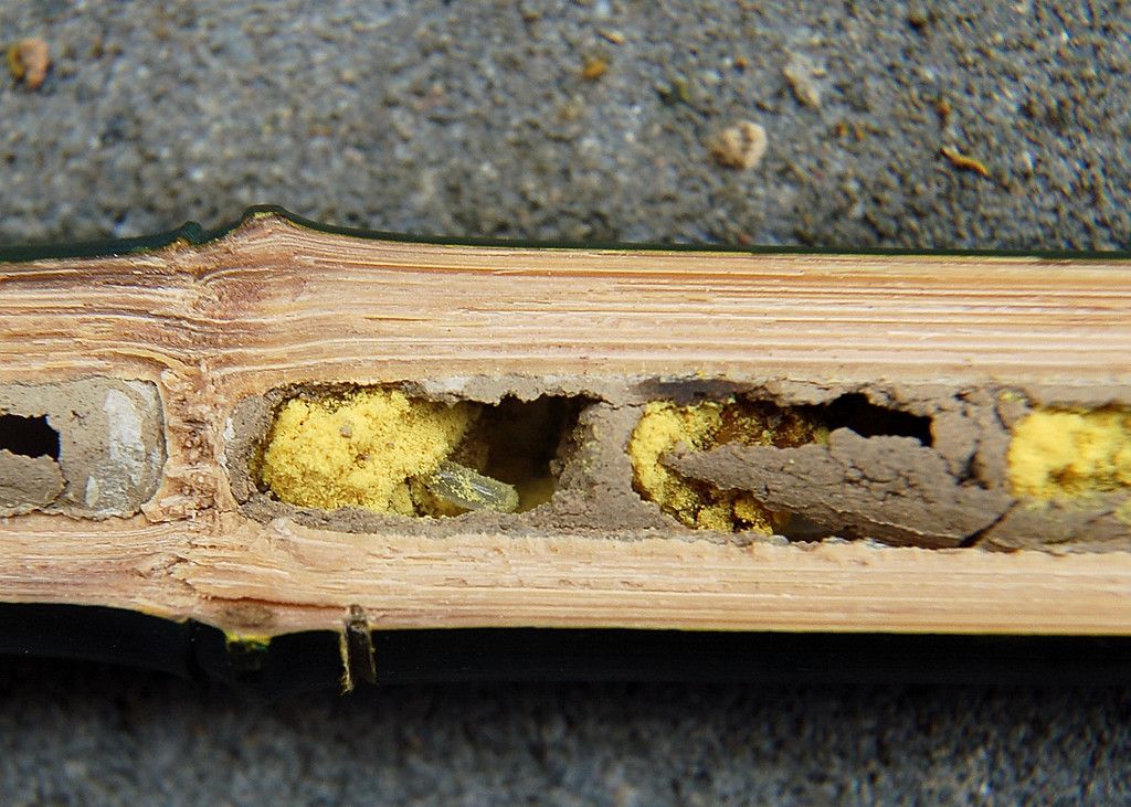 Red Mason Bee
