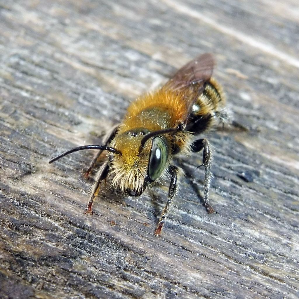 Blue Mason Bee