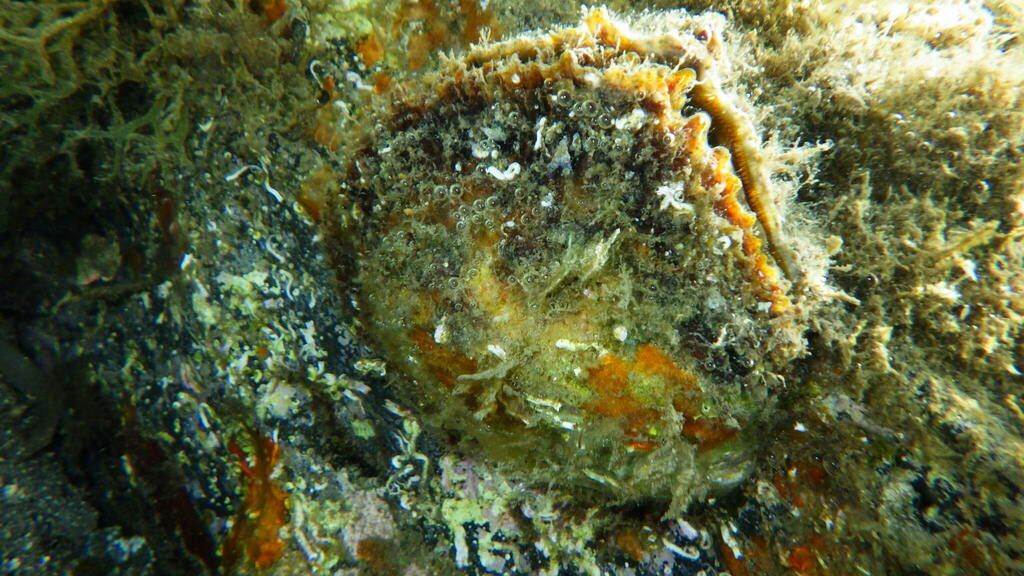 Common Oyster