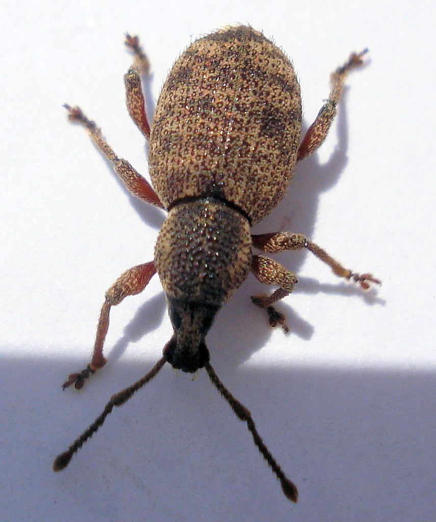 Clay-coloured Weevil