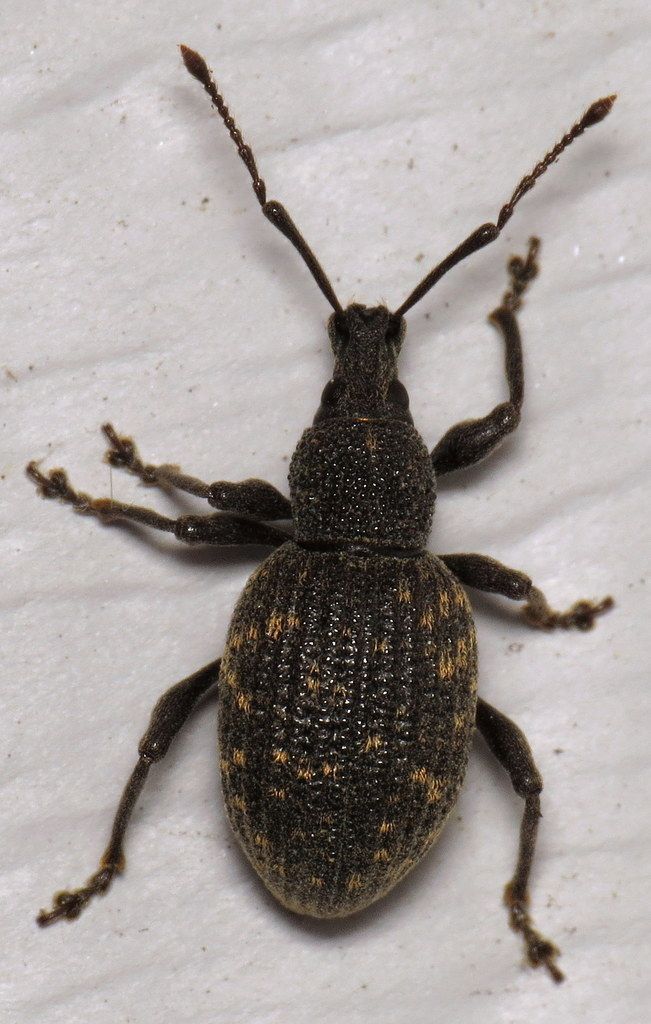 Vine Weevil