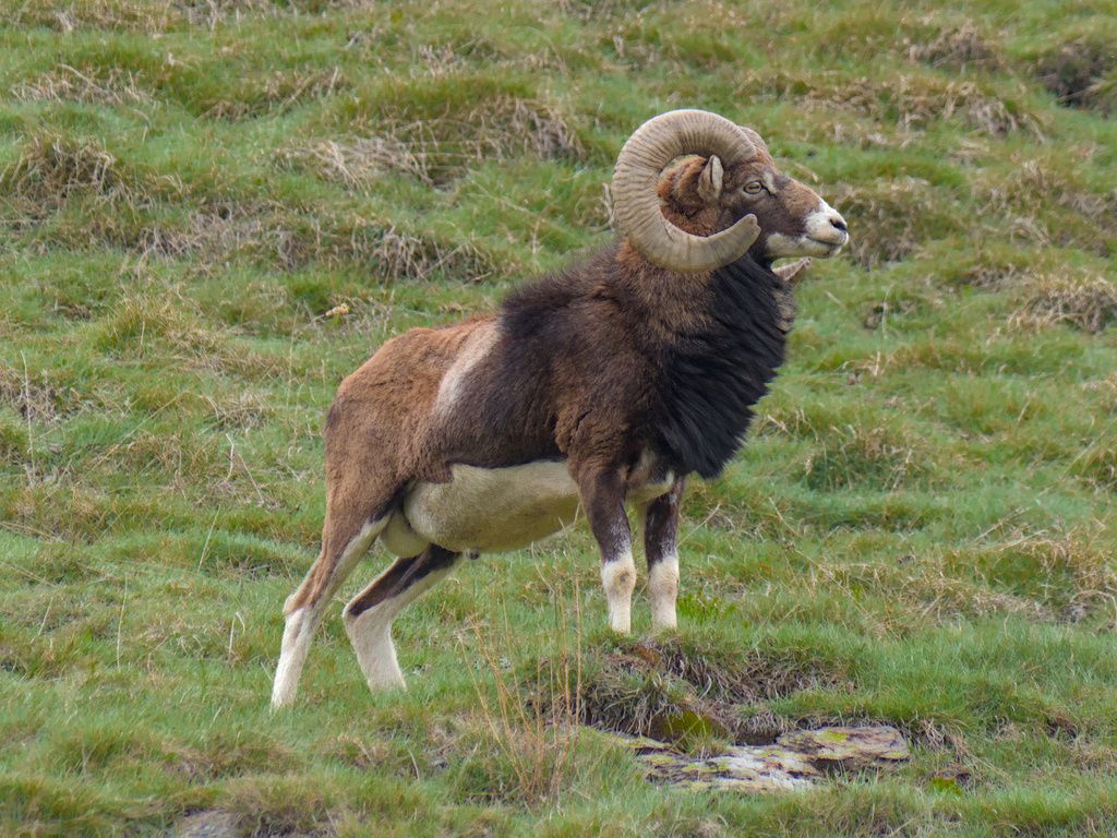 Feral Sheep