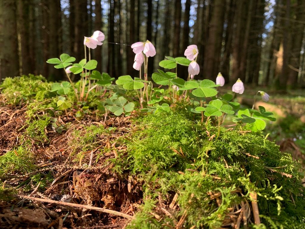 Wood-sorrel