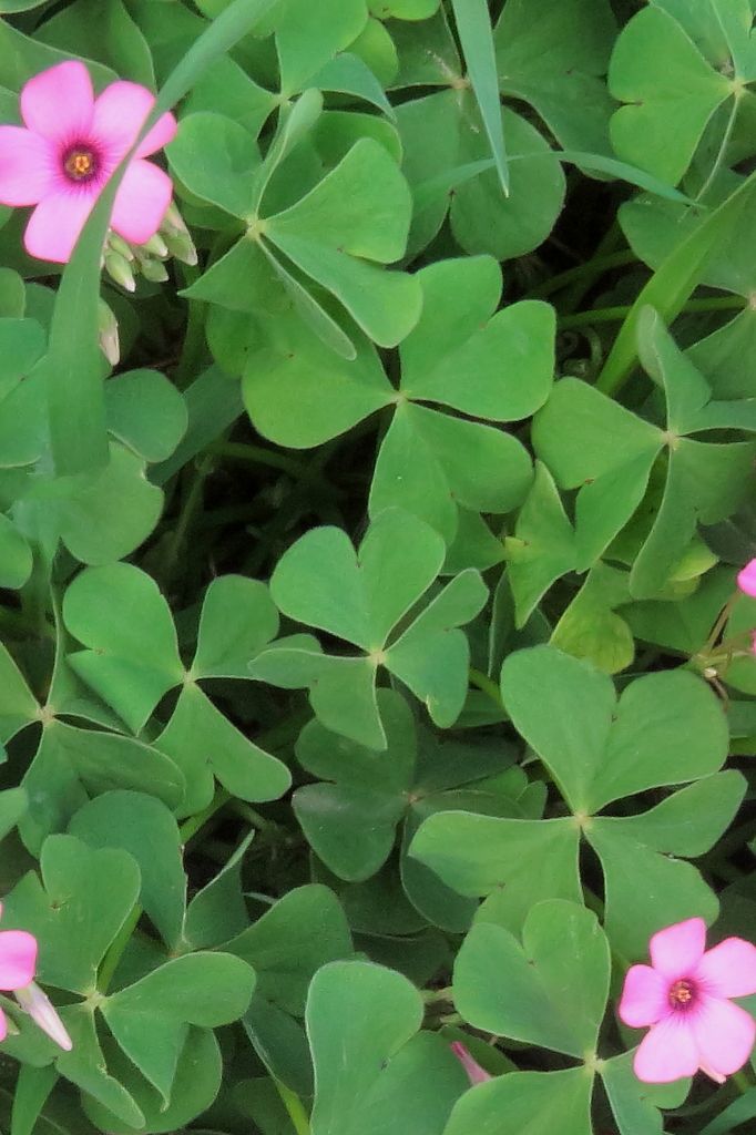 Pink-sorrel