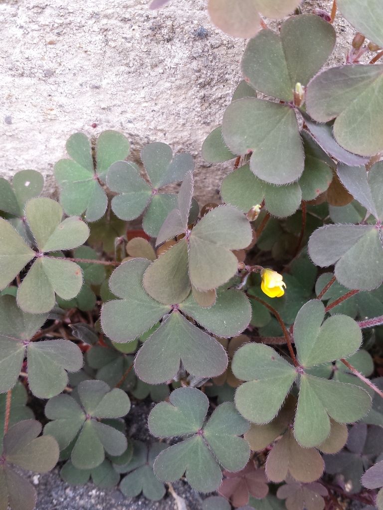 Procumbent Yellow-sorrel