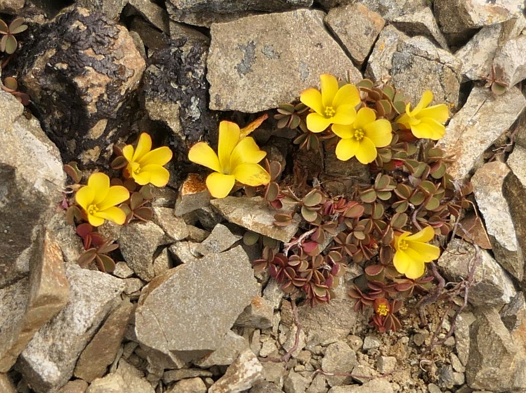 Least Yellow-sorrel