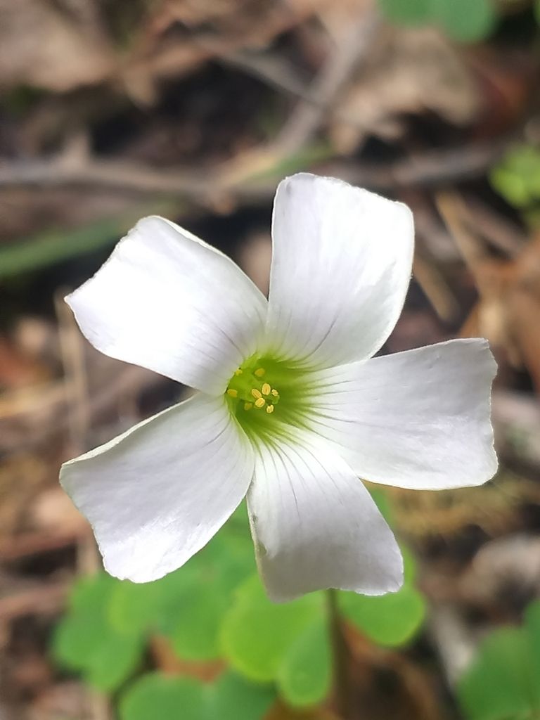 Pale Pink-sorrel