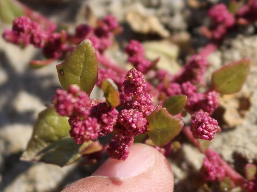 Red Goosefoot