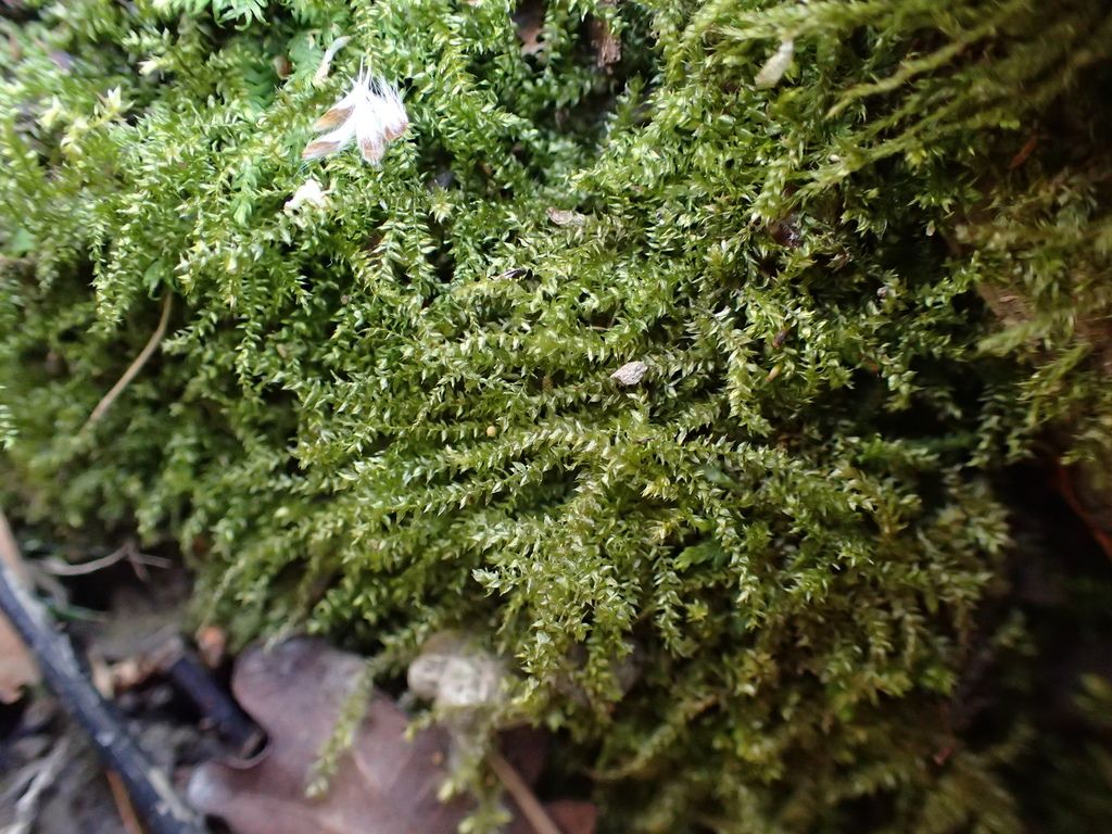 Swartz's Feather-moss