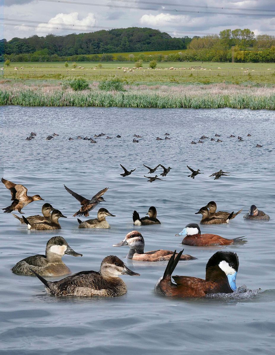 Ruddy Duck