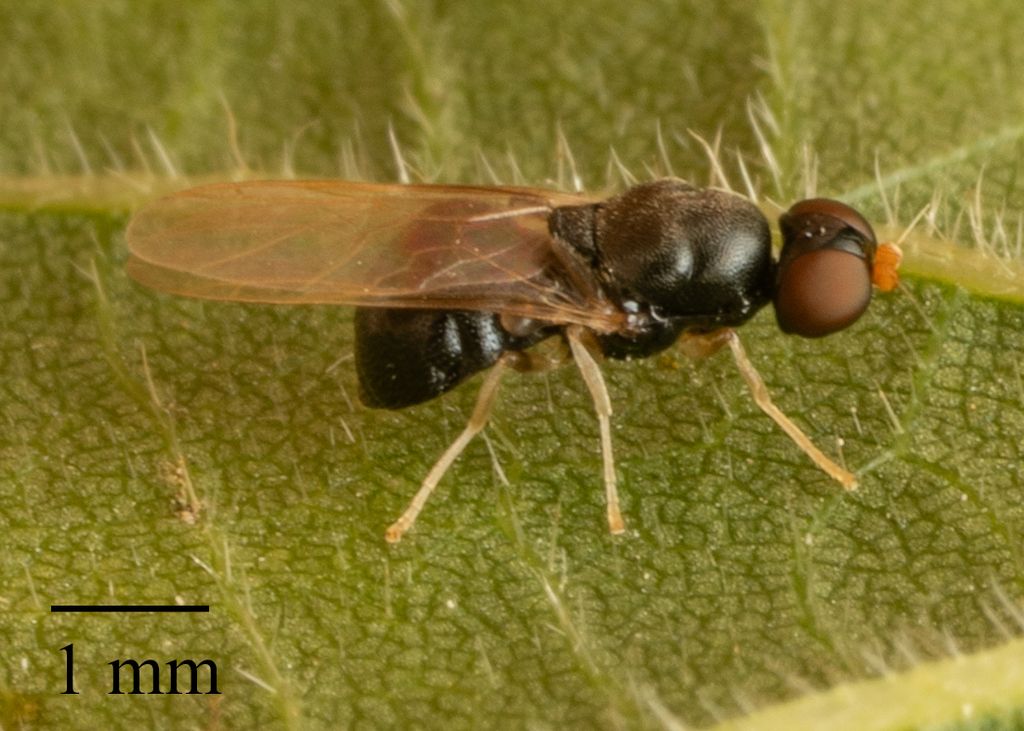 Yellow-legged Black