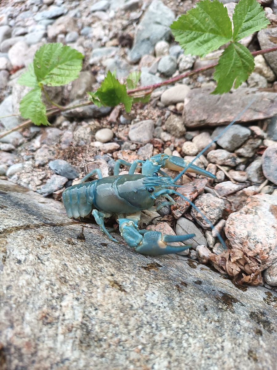 Signal Crayfish