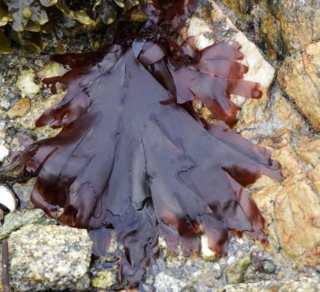 Dulse