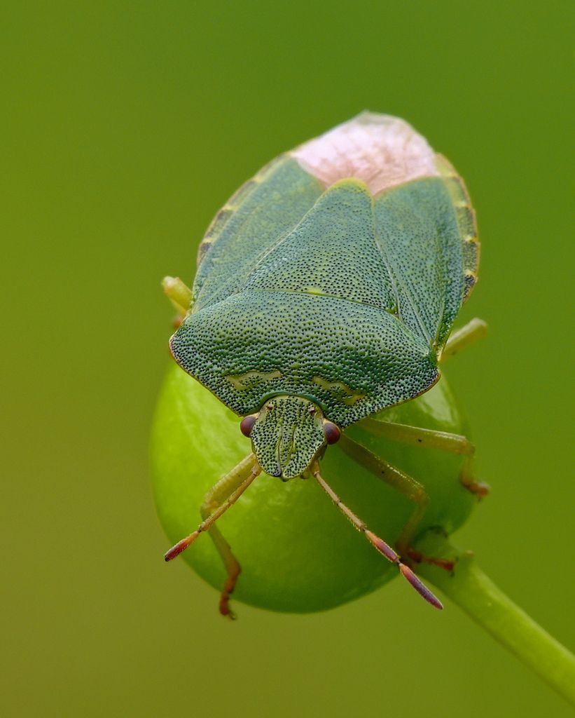 Green Shieldbug