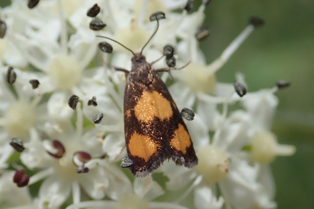 Double Orange-spot