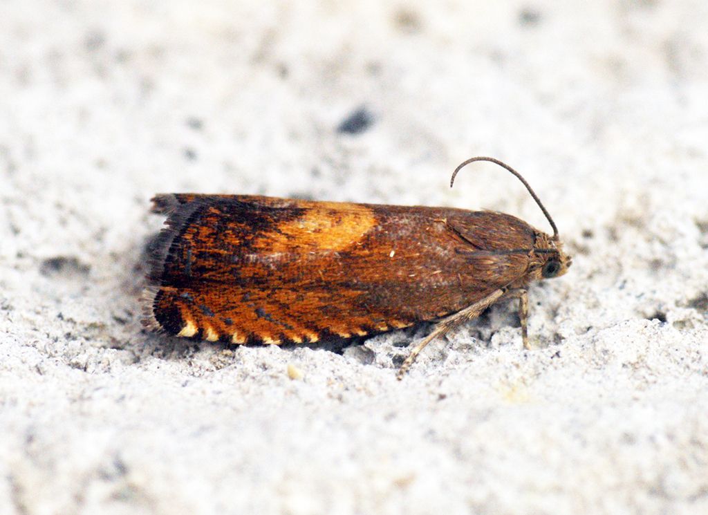 Tawny Sycamore Piercer