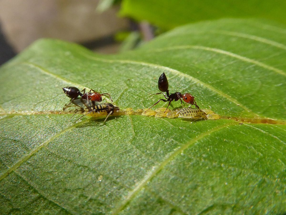 Large Walnut Aphid