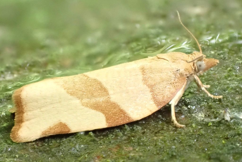 Barred Fruit-tree Tortrix