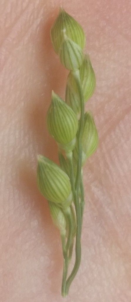 Common Millet