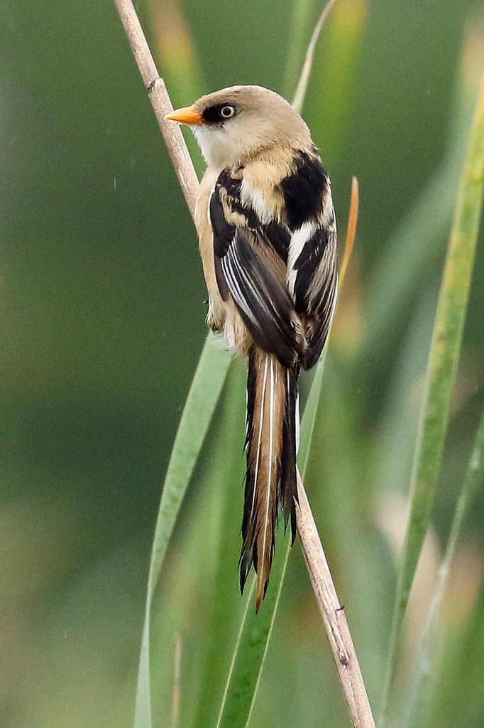 Bearded Reedling