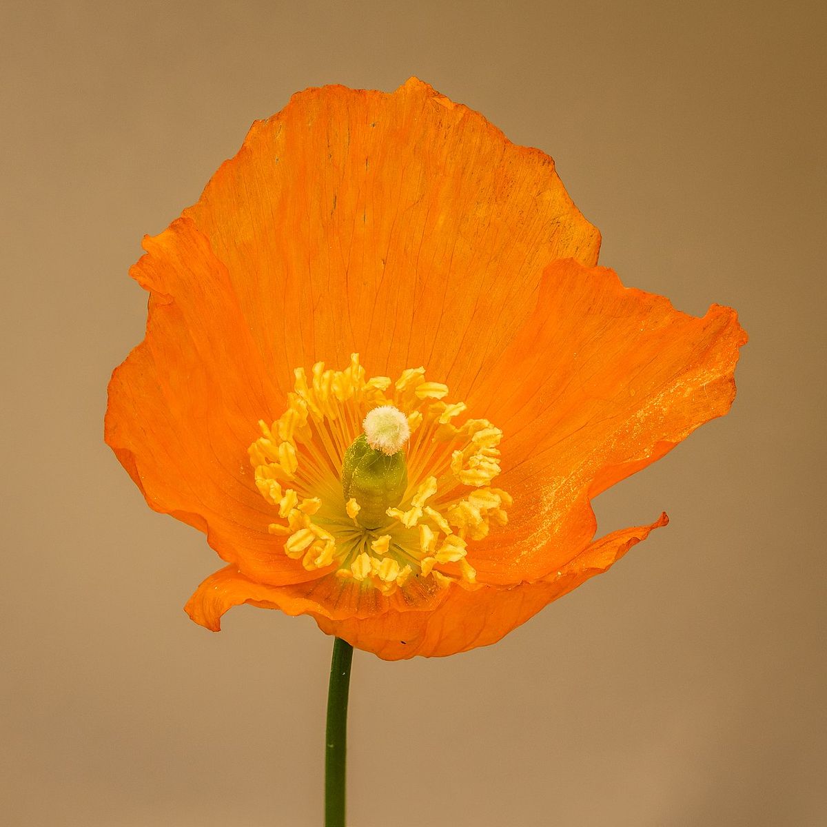 Welsh Poppy