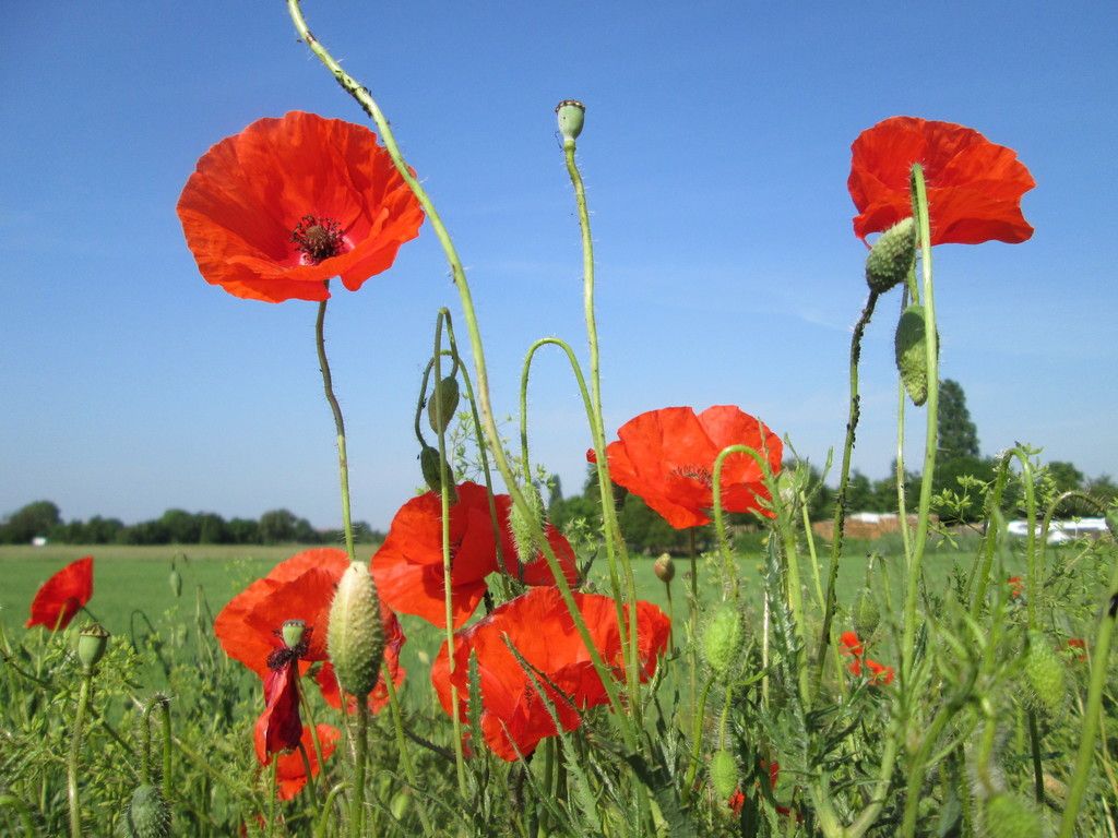 Common Poppy