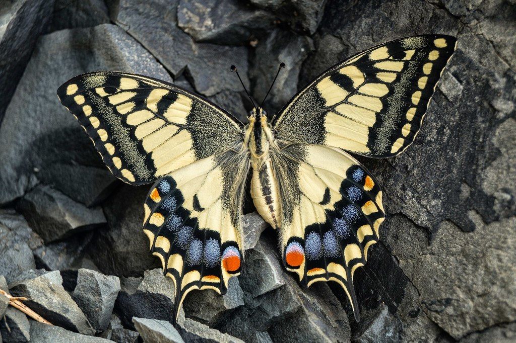 Swallowtail