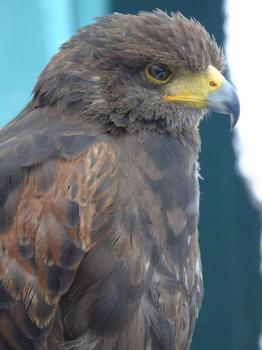 Harris's Hawk