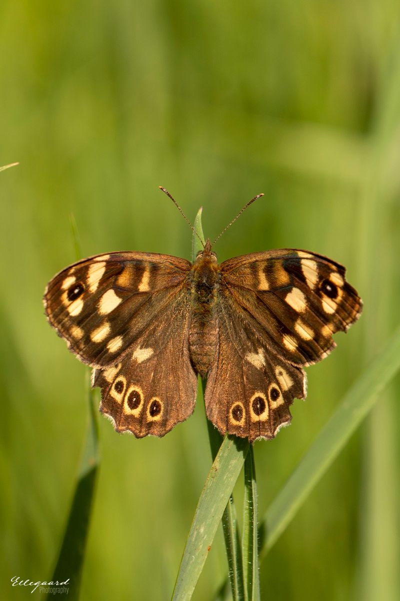 Speckled Wood