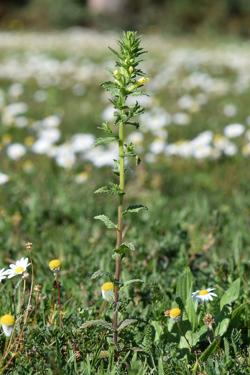 Yellow Bartsia