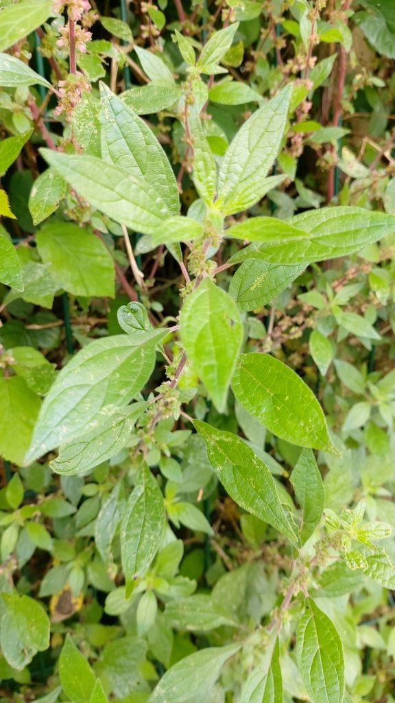 Pellitory-of-the-wall