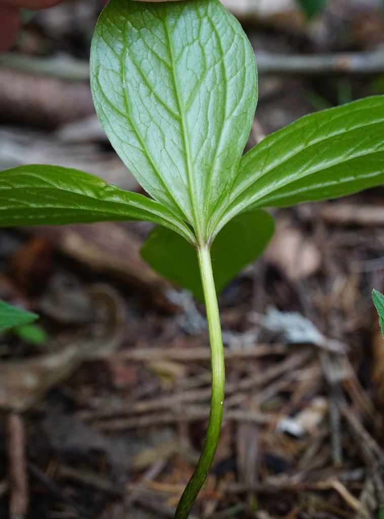 Herb-Paris