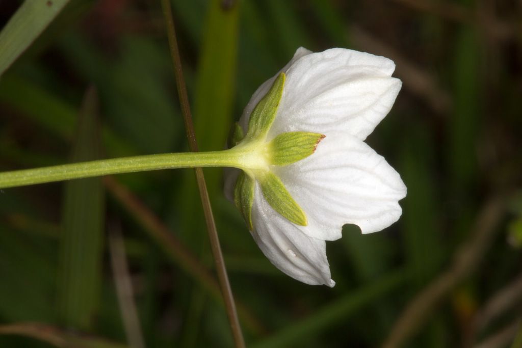 Grass-of-Parnassus