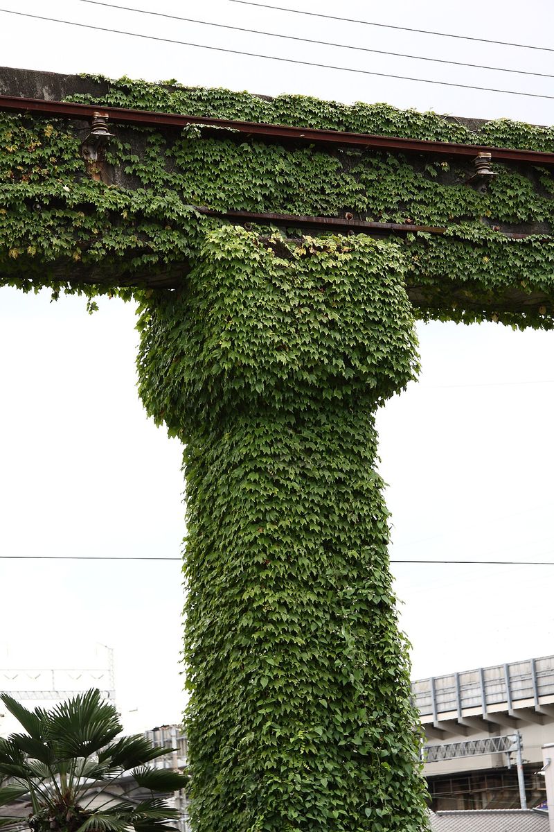 Boston-ivy