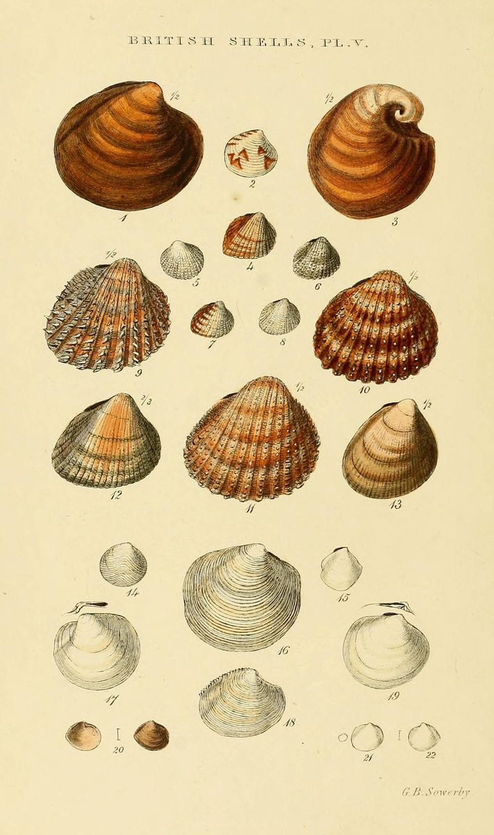 Prickly Cockle