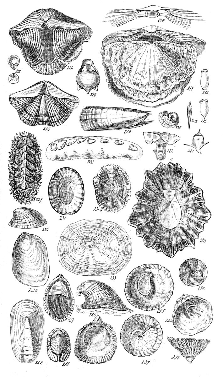 Blue rayed limpet