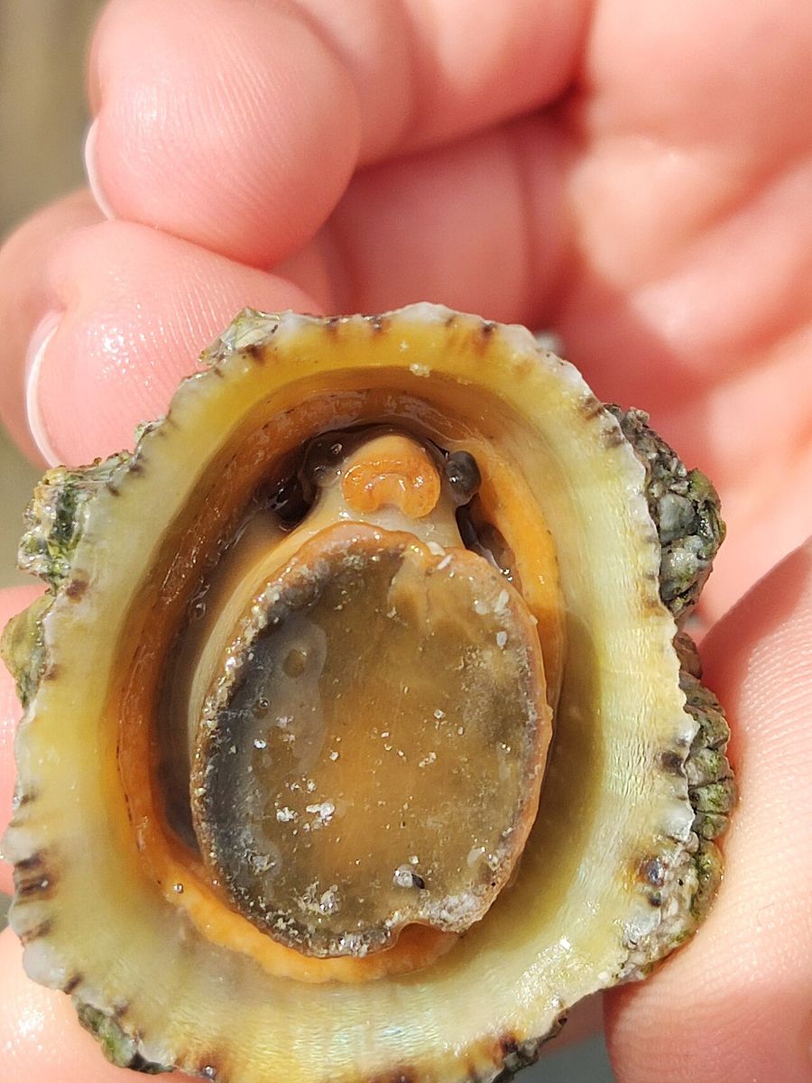 Common Limpet