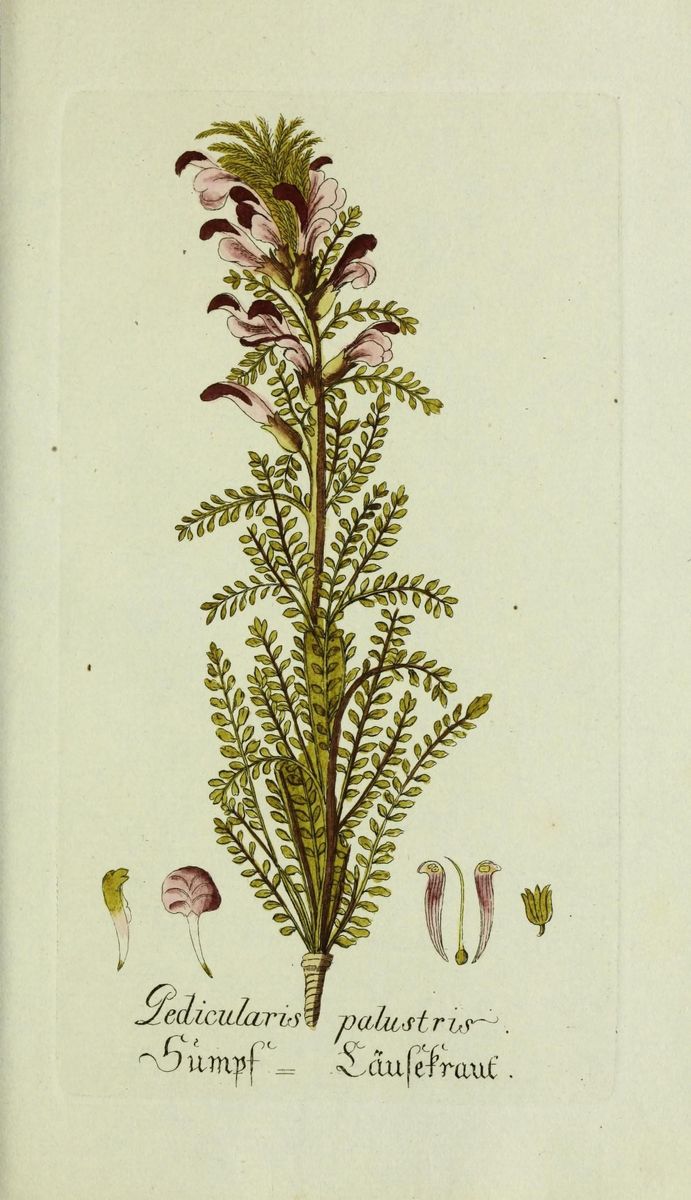Marsh Lousewort