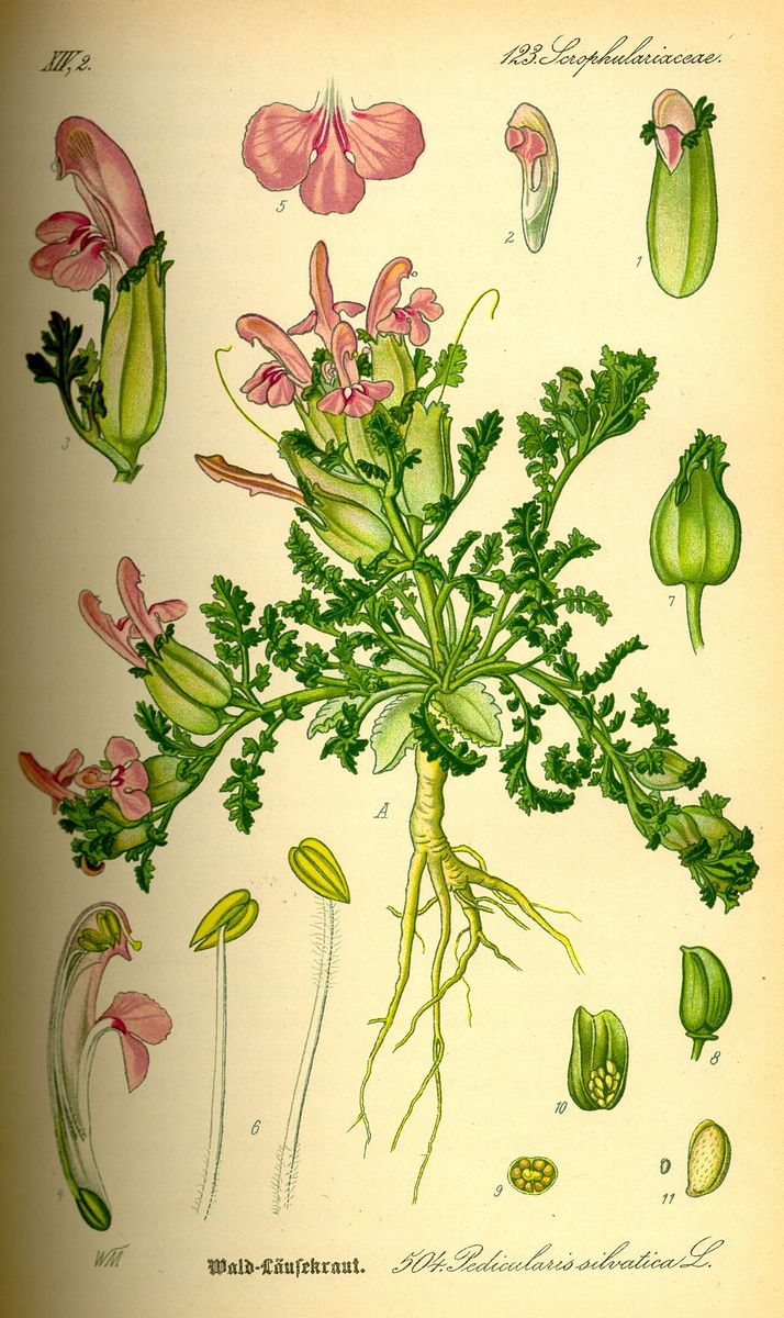 Lousewort