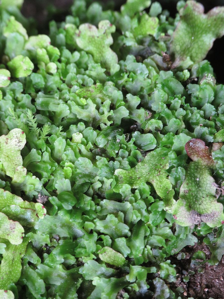 Endive Pellia