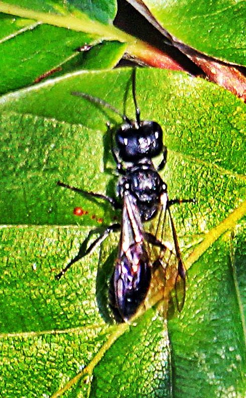 Little Black Wasp