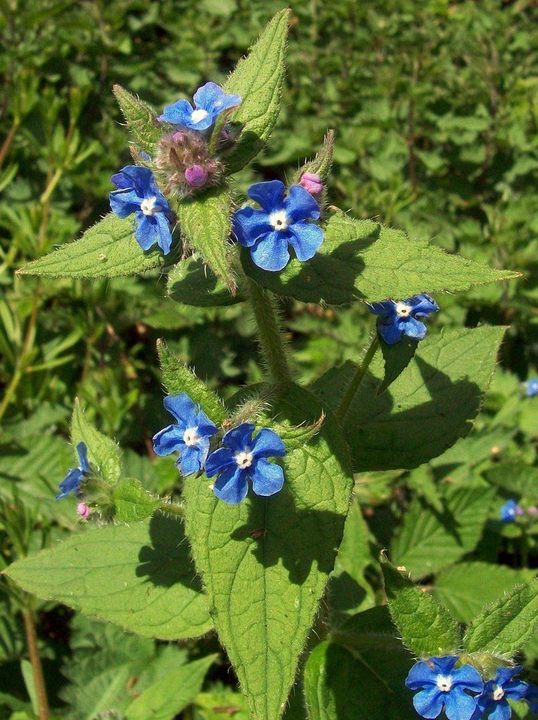 Green Alkanet