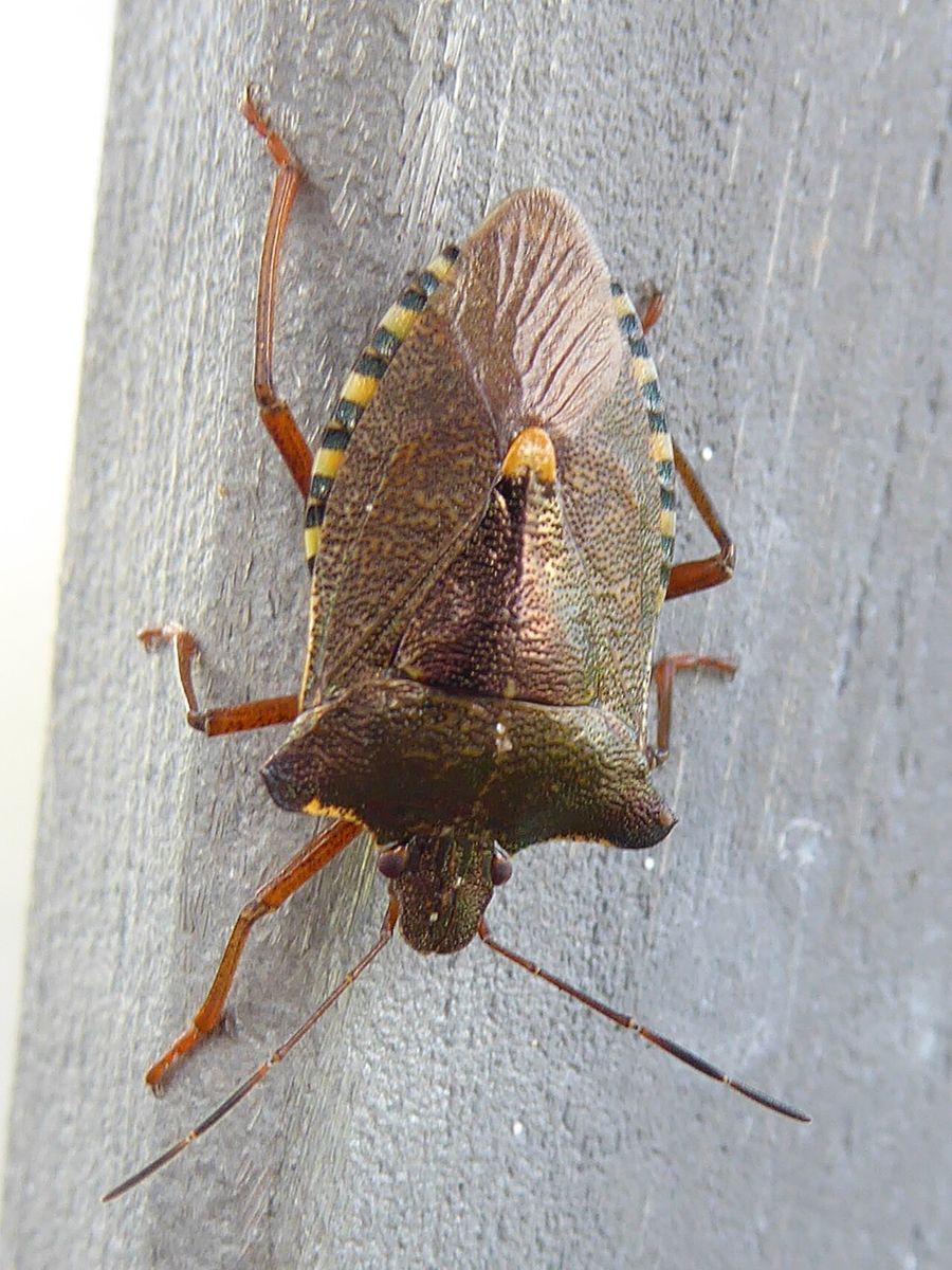 Red-legged Shieldbug