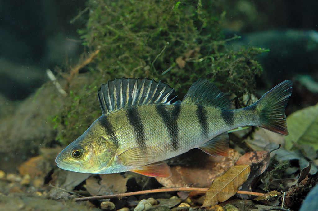 Perch