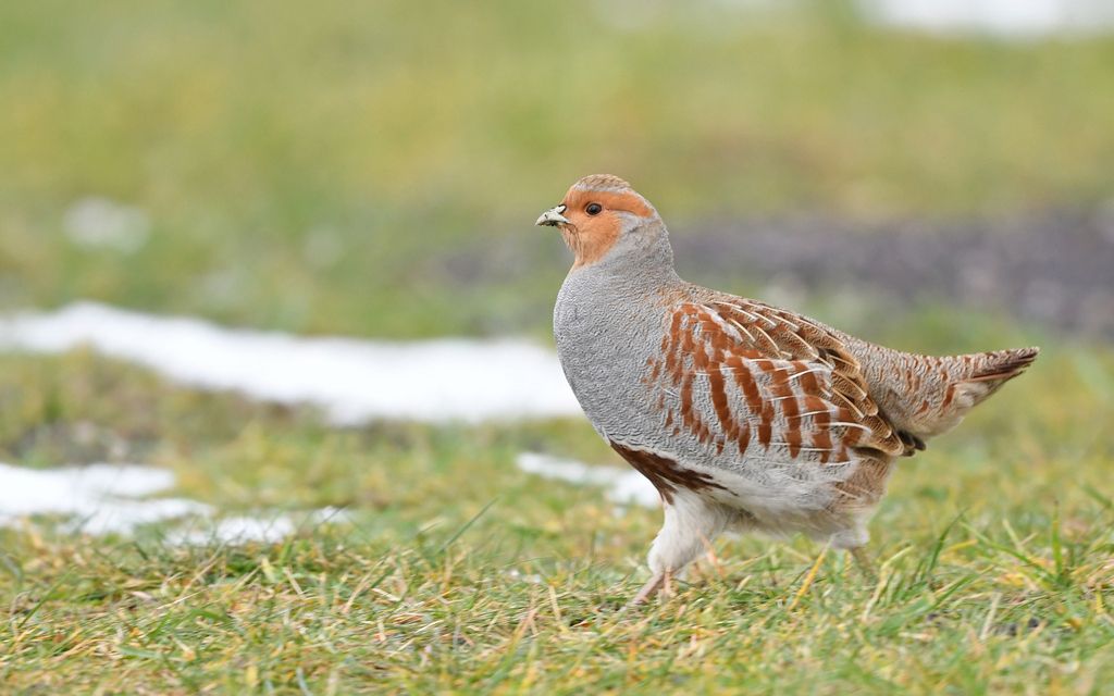 Gray Partridge